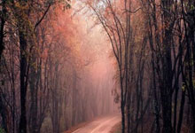 2025年度五大联赛积分榜:罗马29分居首,巴黎28分列第二.